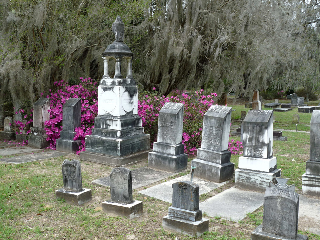 EVERGREEN Azaleas